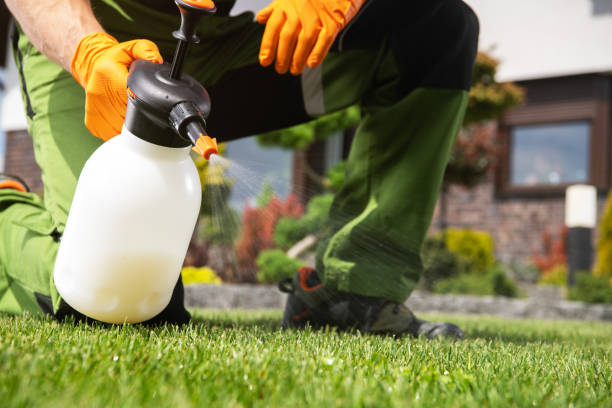 Wasp Removal Services in Kingsville, TX