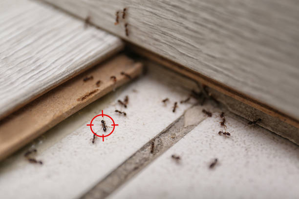 Best Flea Control Services  in Kingsville, TX