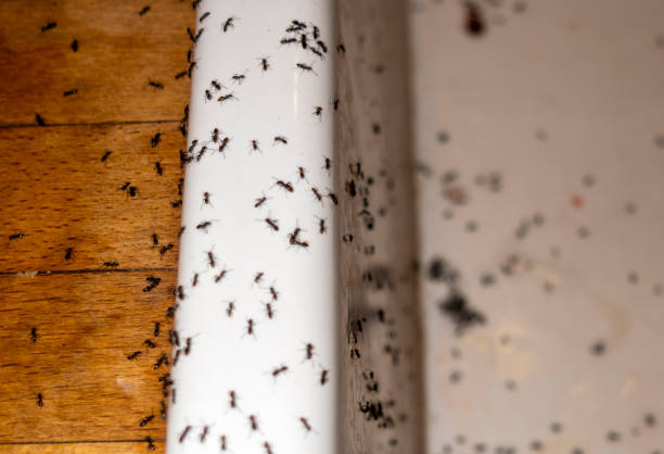 Best Pest Removal Services  in Kingsville, TX