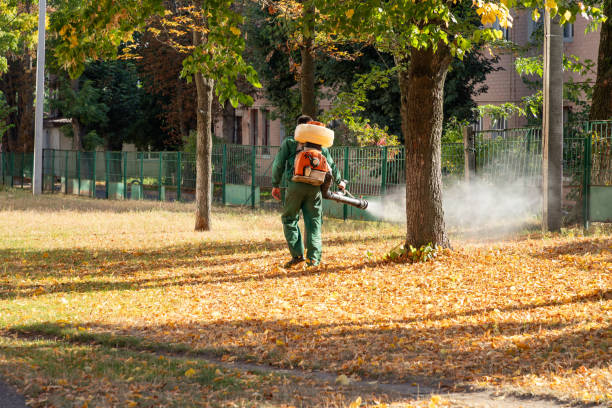Best Local Pest Control Services  in Kingsville, TX