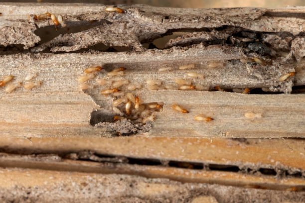 Best Insect Control  in Kingsville, TX
